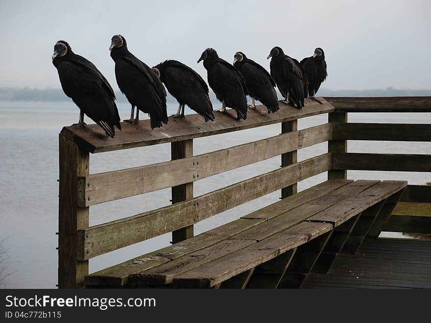 Seven black vultures lined up over a bench overlooking the water. Seven black vultures lined up over a bench overlooking the water