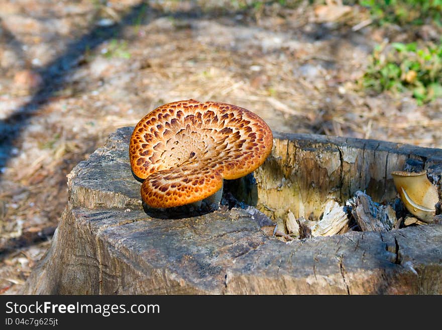 Mushrooms are growing on a stump in the forest. Mushrooms are growing on a stump in the forest.