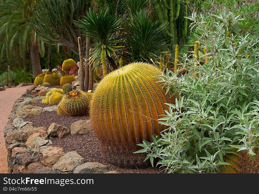 Round Prickly Cactus On The Dry Soil