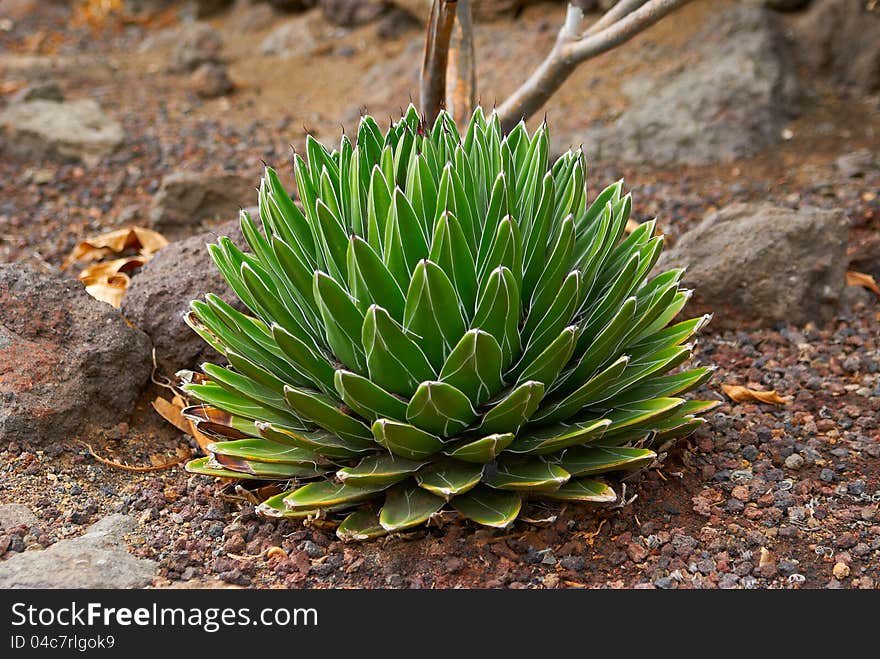 Round prickly cactus on the dry soil