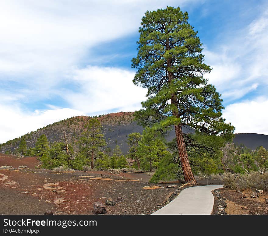 Lone Tree at Sunset Crater National Park.