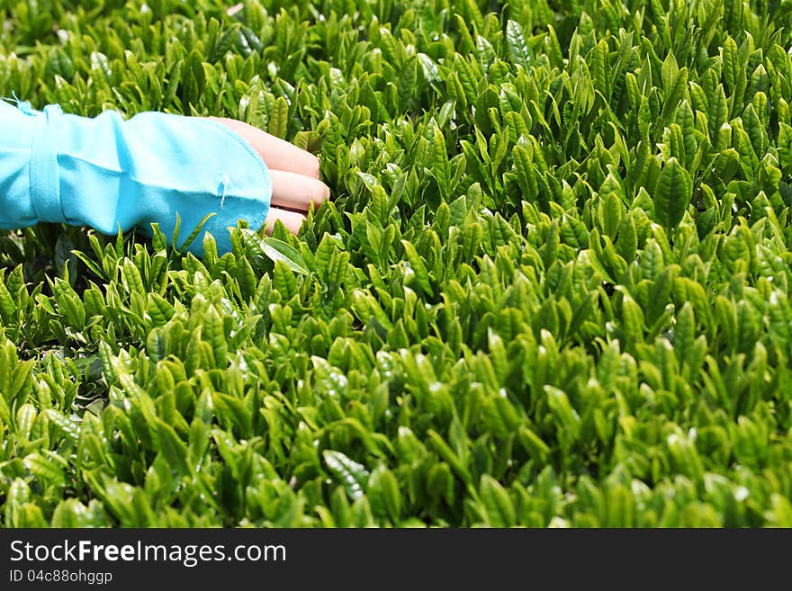 Woman picks in tea leaves of tea field. Woman picks in tea leaves of tea field