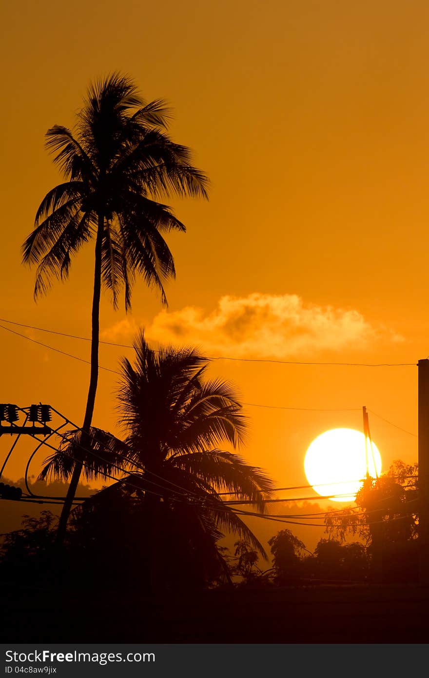 The silhouette of tree at sunset