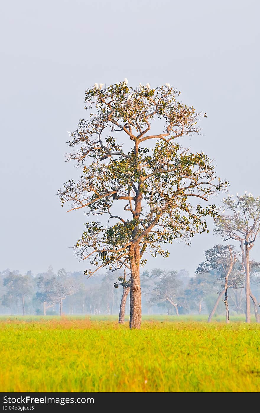 The white birds on the big tree with rice field