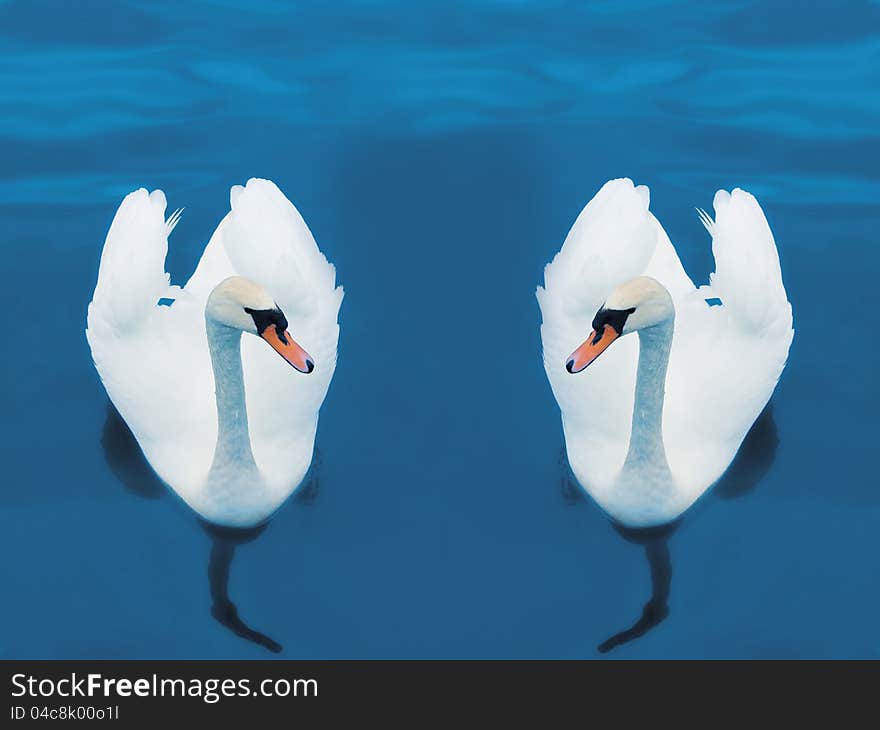 Elegant white swans swimming in blue waters. Elegant white swans swimming in blue waters