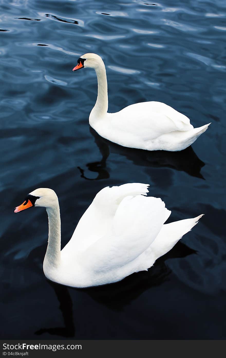 Elegant white swans swimming in blue waters. Elegant white swans swimming in blue waters