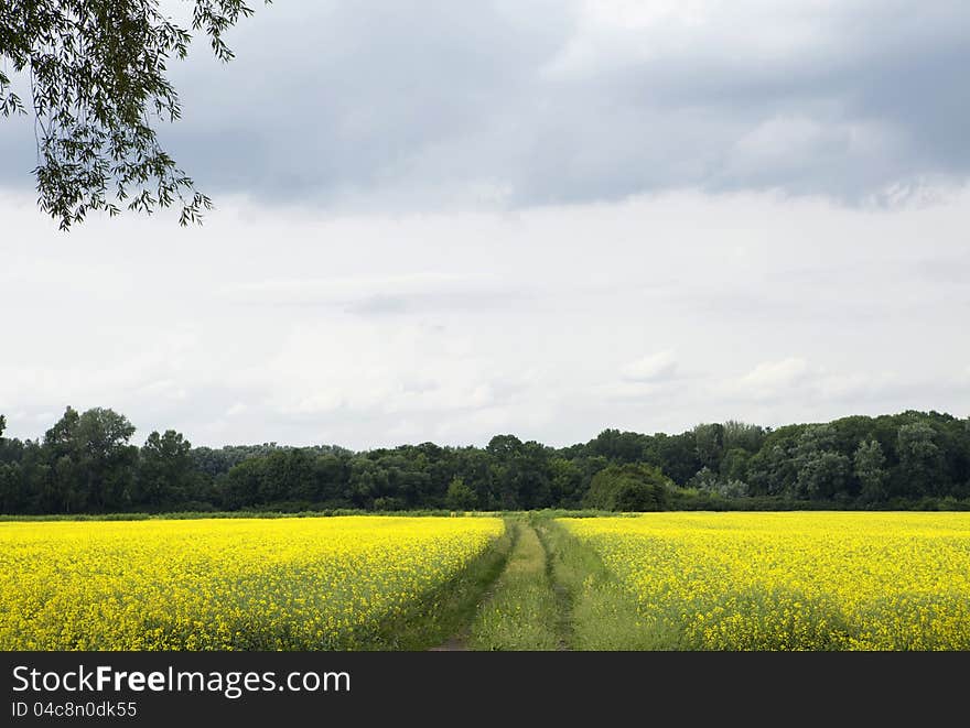 Beautiful Summer Landscape