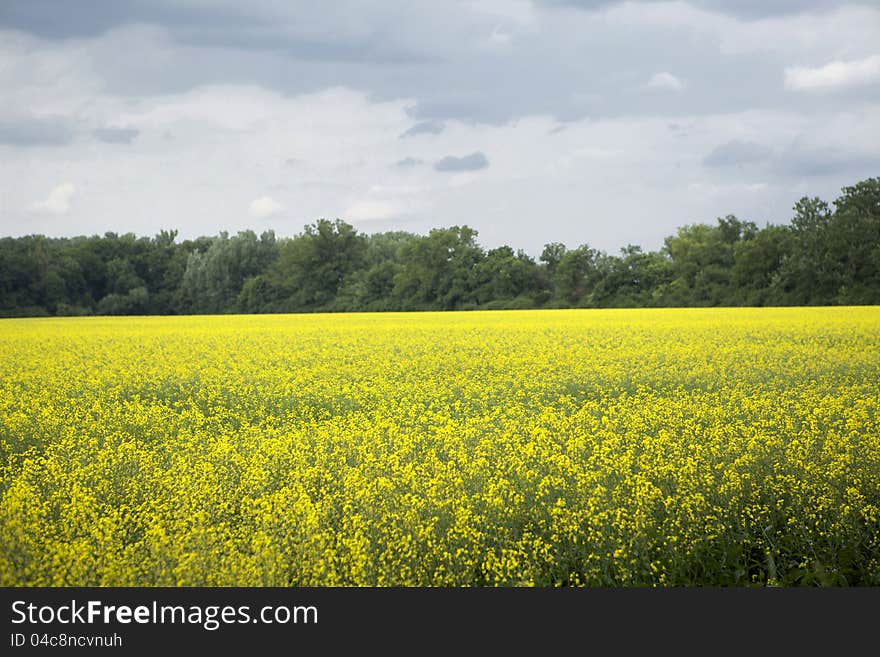 Beautiful summer landscape