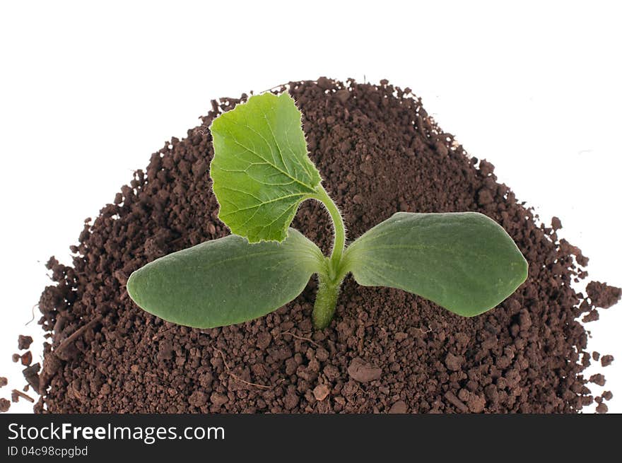 Small pumpkin seedlings in soil. Small pumpkin seedlings in soil