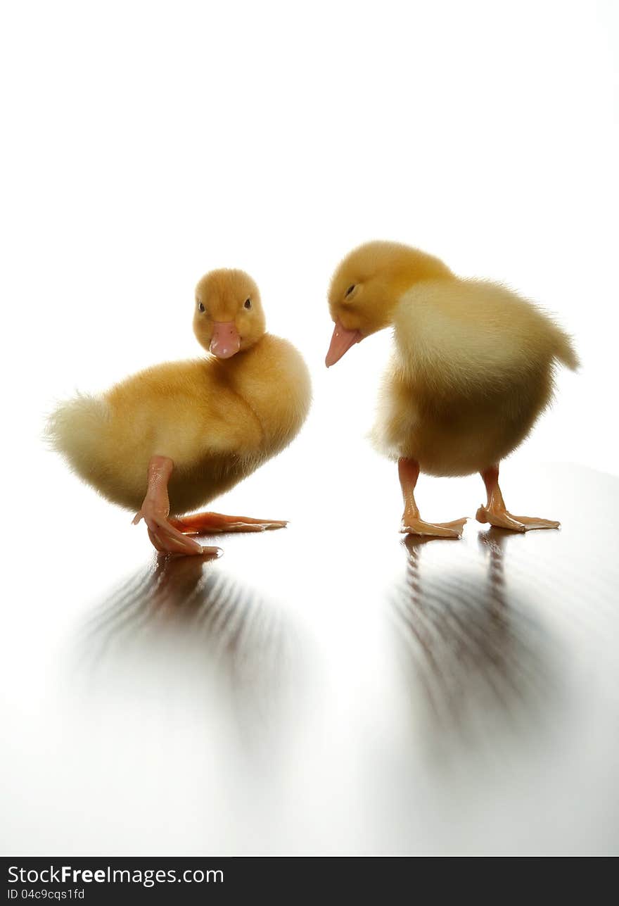 Two yellow ducklings who are represented on a light background