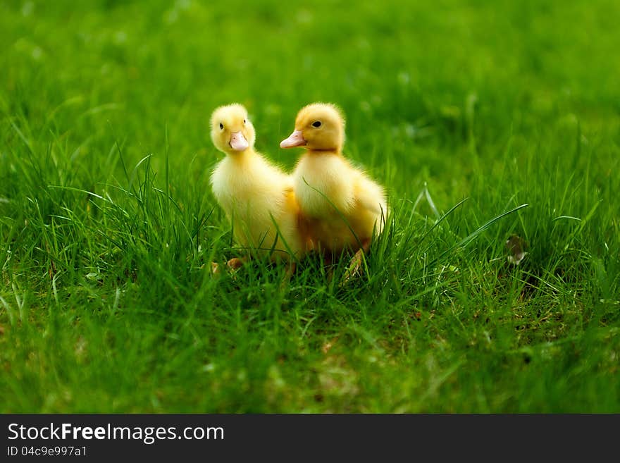 Small ducklings outdoor on green grass