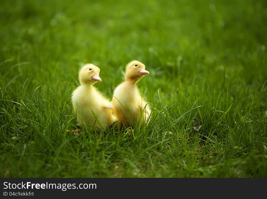 Small ducklings outdoor on green grass