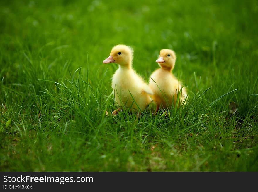 Small Ducklings Outdoor On Green Grass