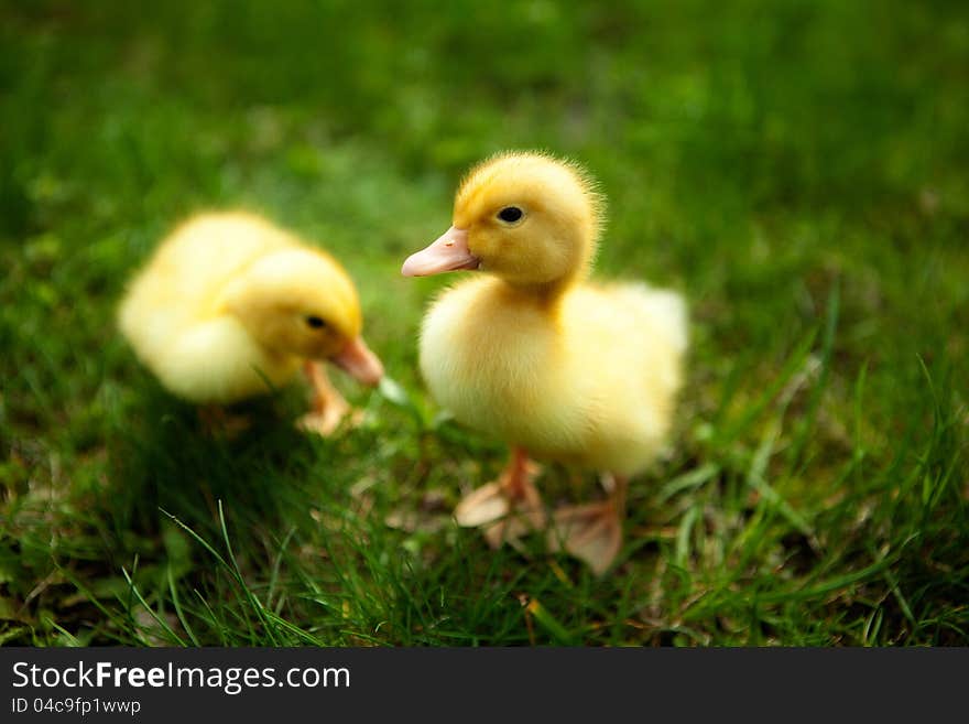 Small ducklings outdoor on green grass