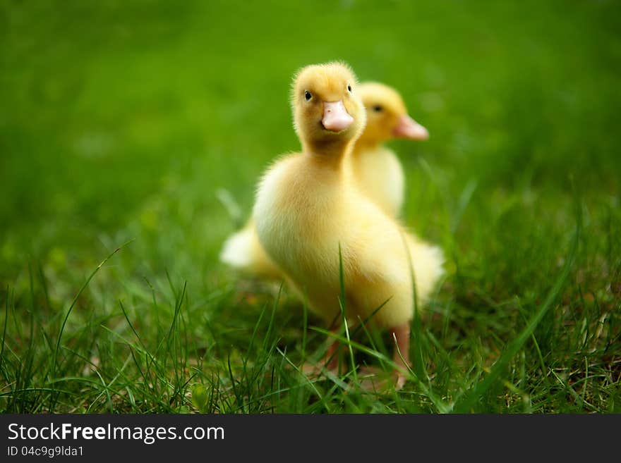 Small ducklings outdoor on green grass