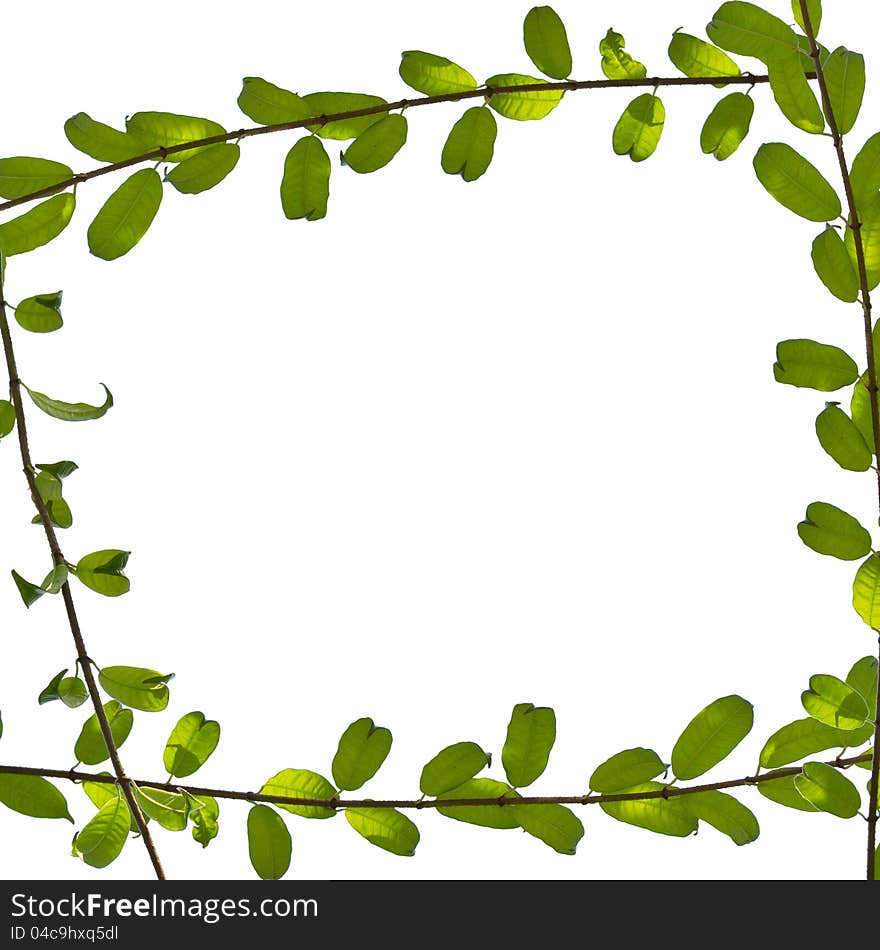 Green leaf frame on isolated white