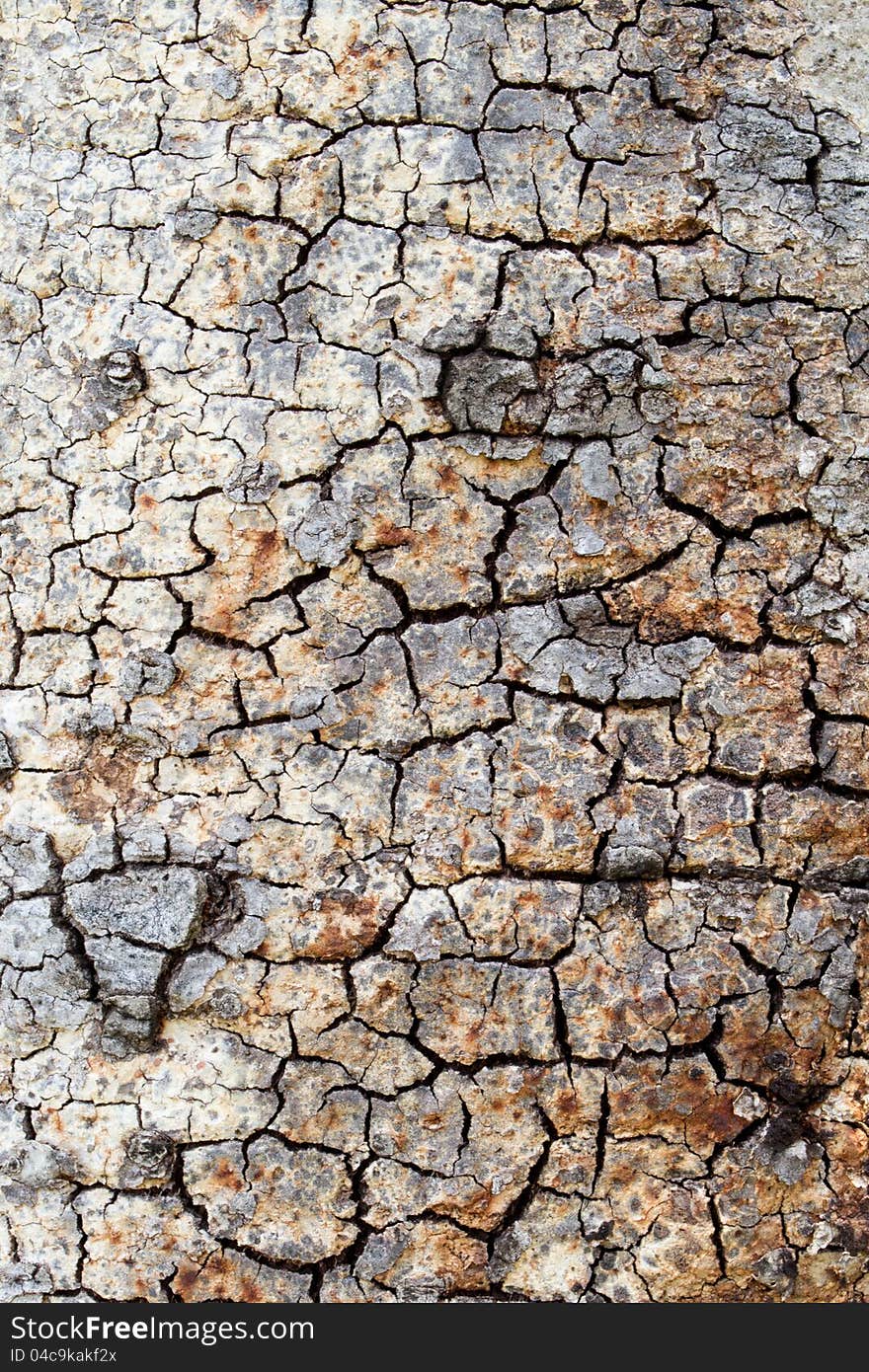 Old tree bark abstract background. Old tree bark abstract background