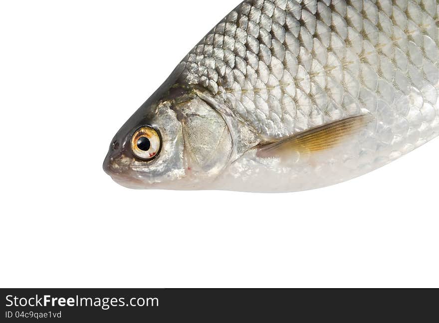 River fish, roach on white isolated background. River fish, roach on white isolated background