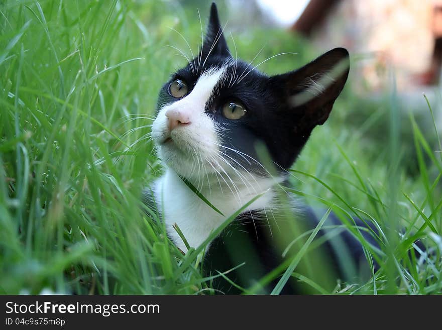 Cat on the grass.