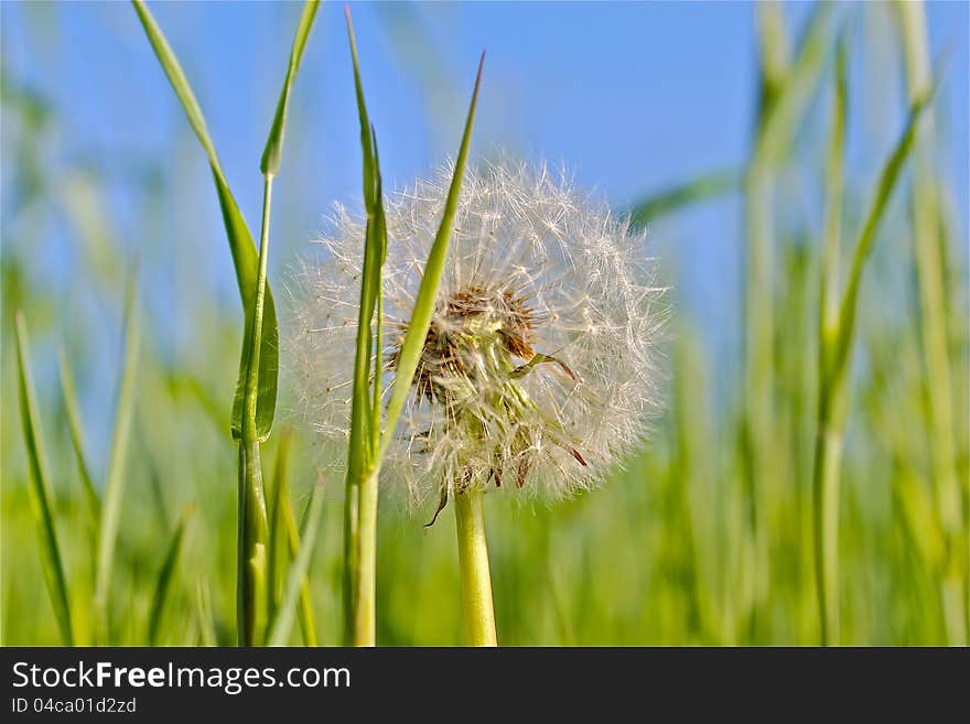 Dandelion against green grass and blue sky. Dandelion against green grass and blue sky