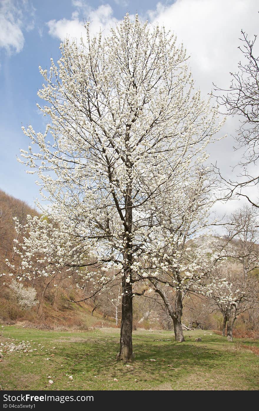 Lonely blossom tree in a sprind sunny day