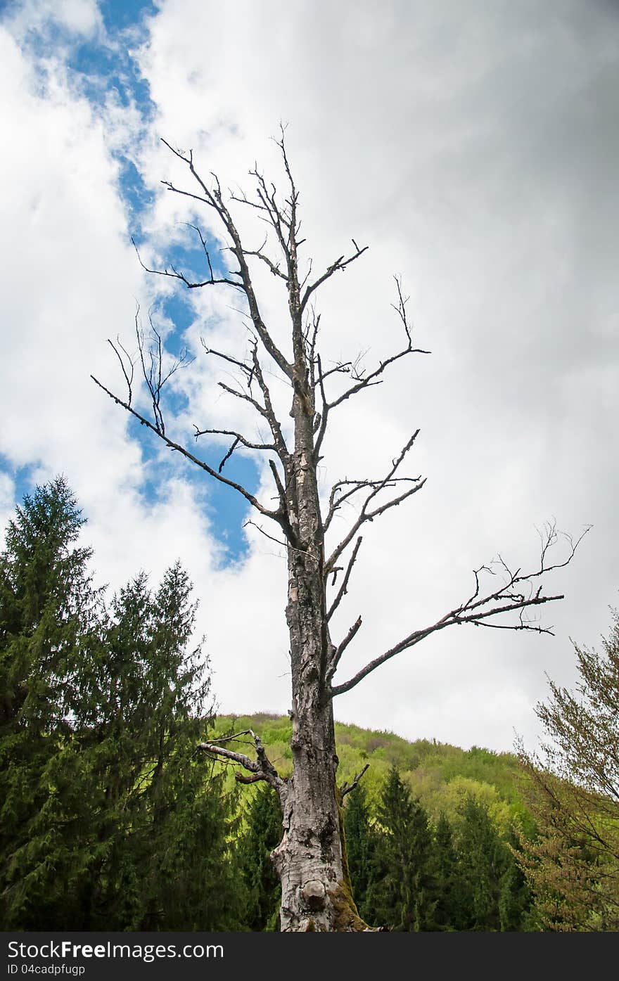 Tall old tree dried out with background of green forest and blue sky. Tall old tree dried out with background of green forest and blue sky