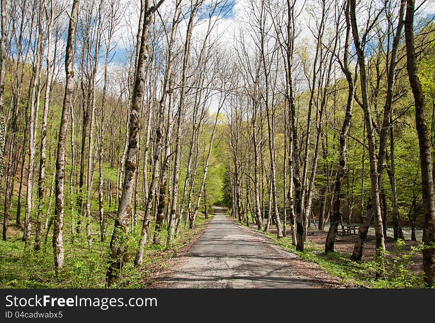 Small road passing through beautiful forest