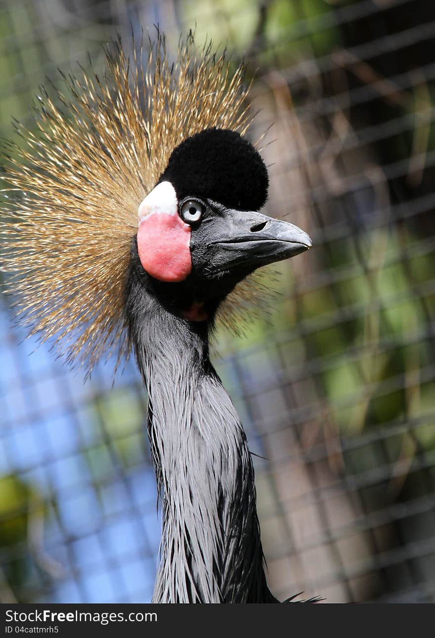 Close Up Head Detail Of African Crowned Crane With Crosshatched Background