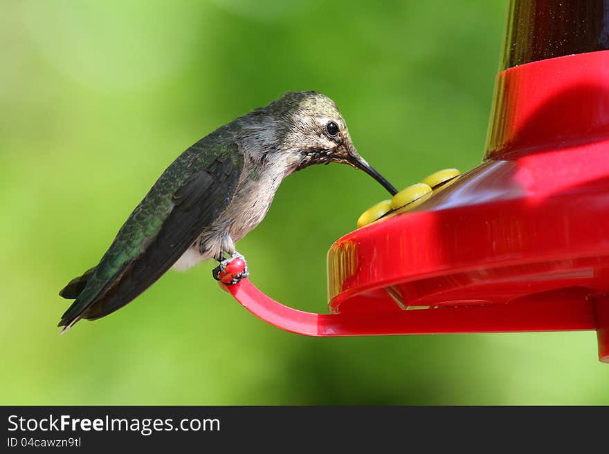 Gray breasted Sabrewing Humming Bird Drinking From Bird Feeder. Gray breasted Sabrewing Humming Bird Drinking From Bird Feeder