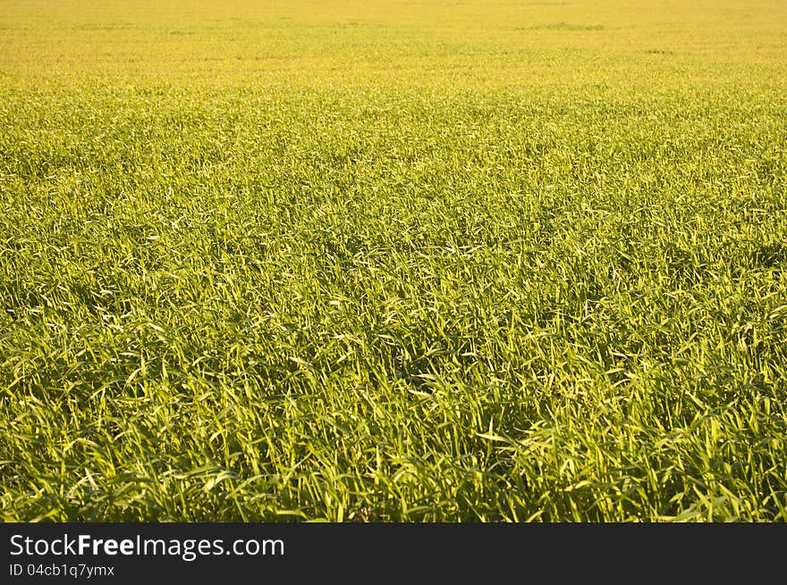 Wheat field with a lot of extension of grass