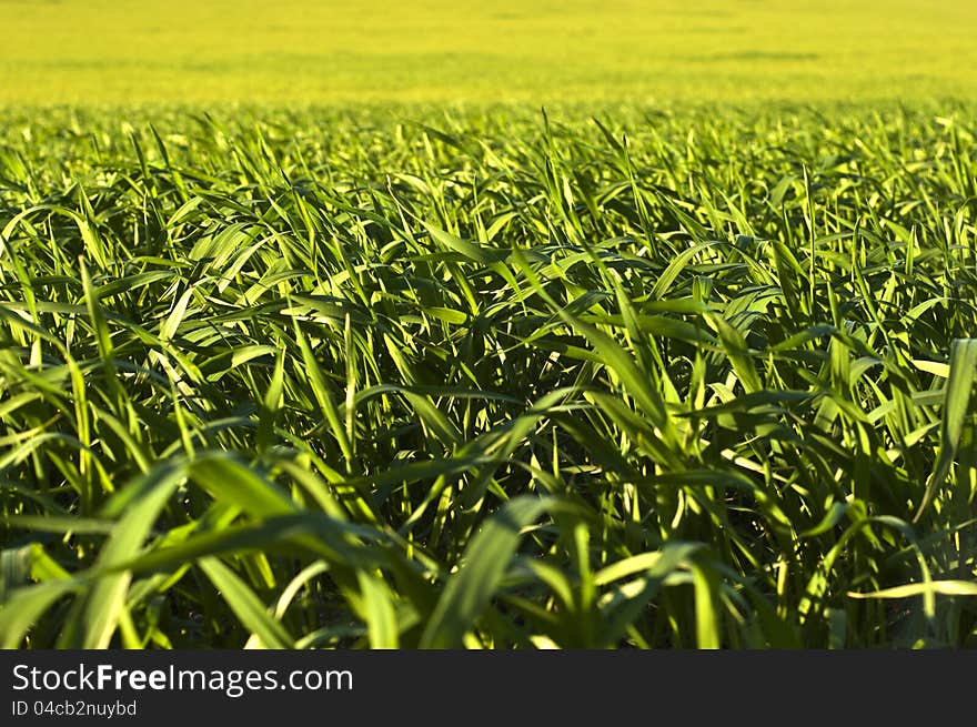 Wheat field with a lot of extension of grass