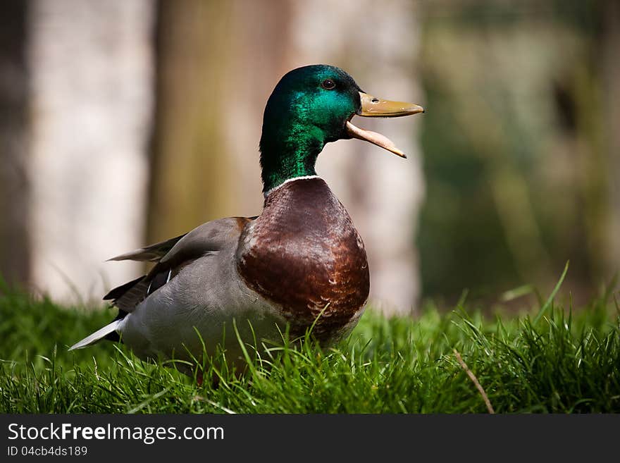 Mallard in the beautiful light and green grass.