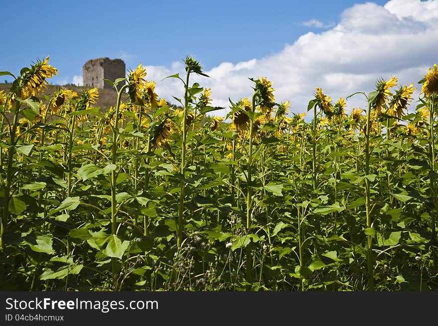 Tower and sunflower field