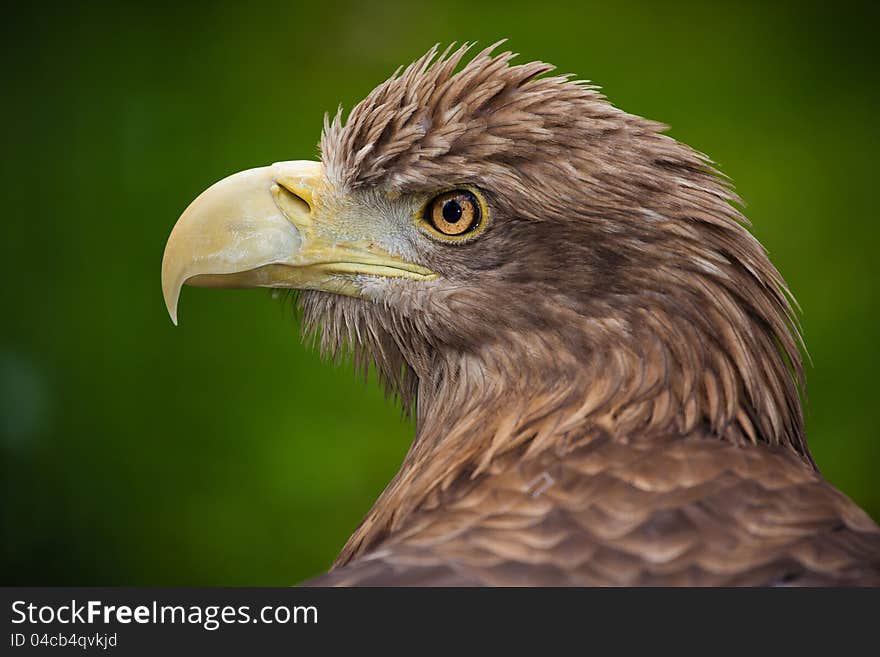 Eastern Eagle