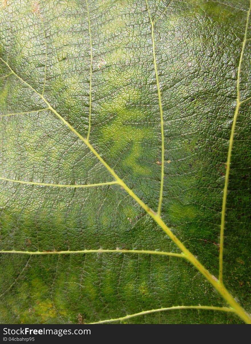 Green leaves abstract background texture