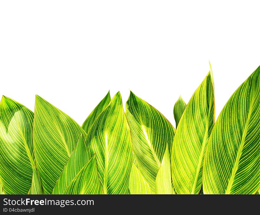 Giant Canna leaves background