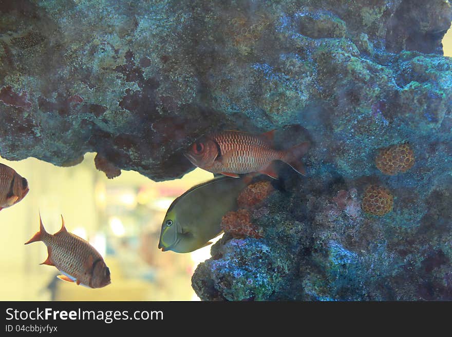 Blotch eye Soldierfish in an acrylic aquarium. Blotch eye Soldierfish in an acrylic aquarium.