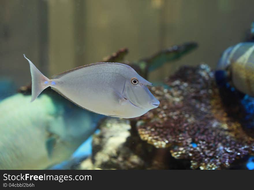 Bluespine Unicornfish in an acrylic aquarium.