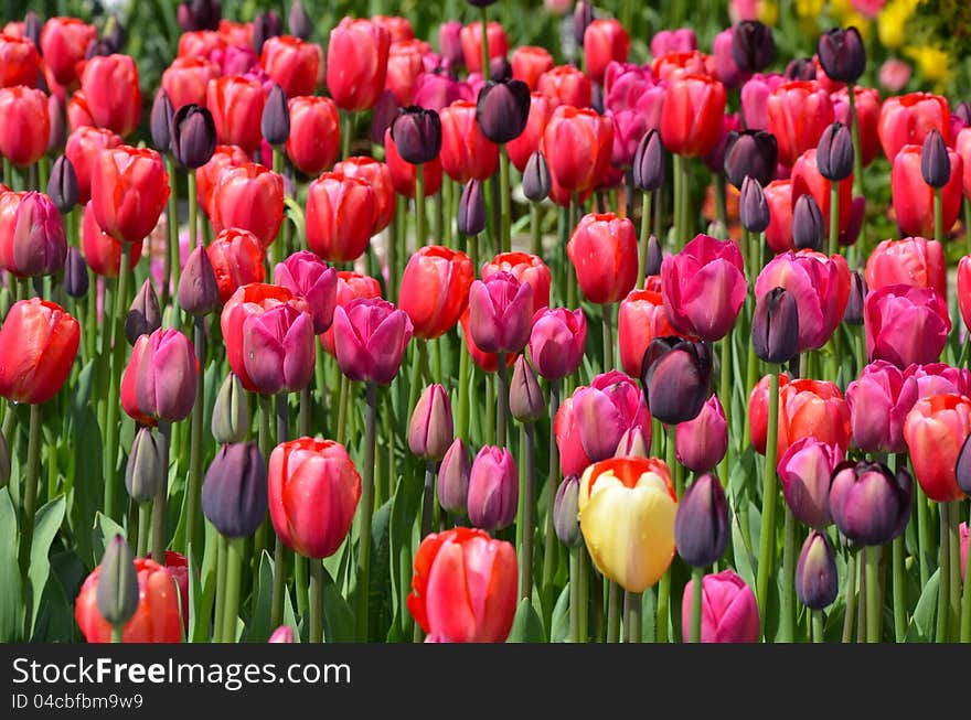 Field of pink and purple tulips