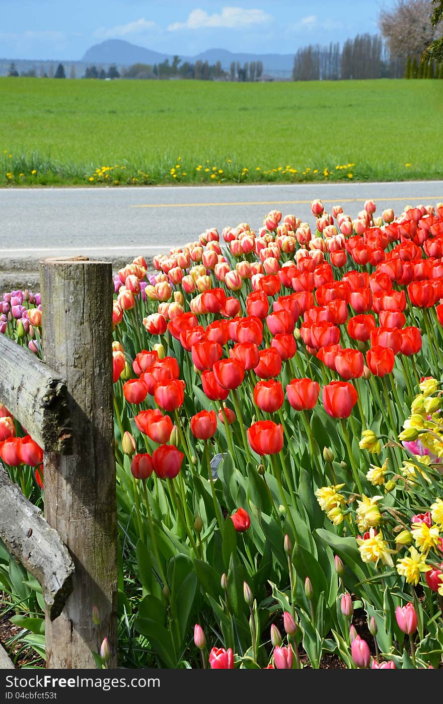 Field of tulips next to highway. Field of tulips next to highway