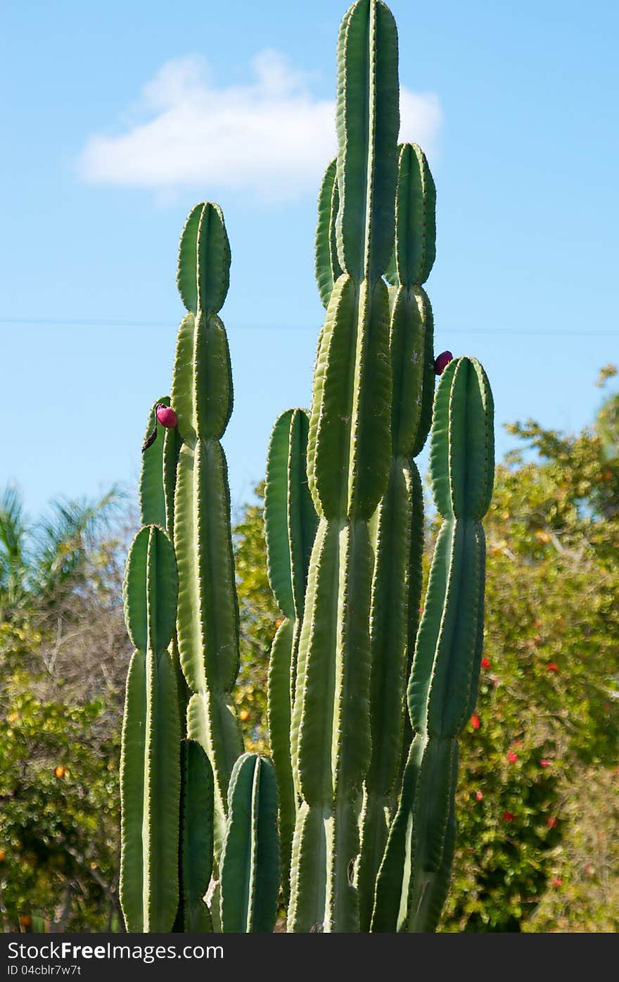 Large cactus plant with trees in the background