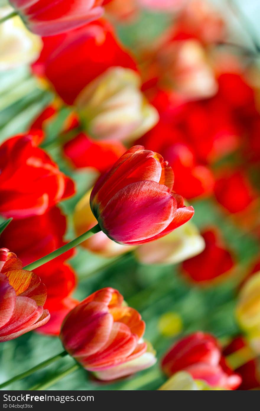 Tulips In The Garden