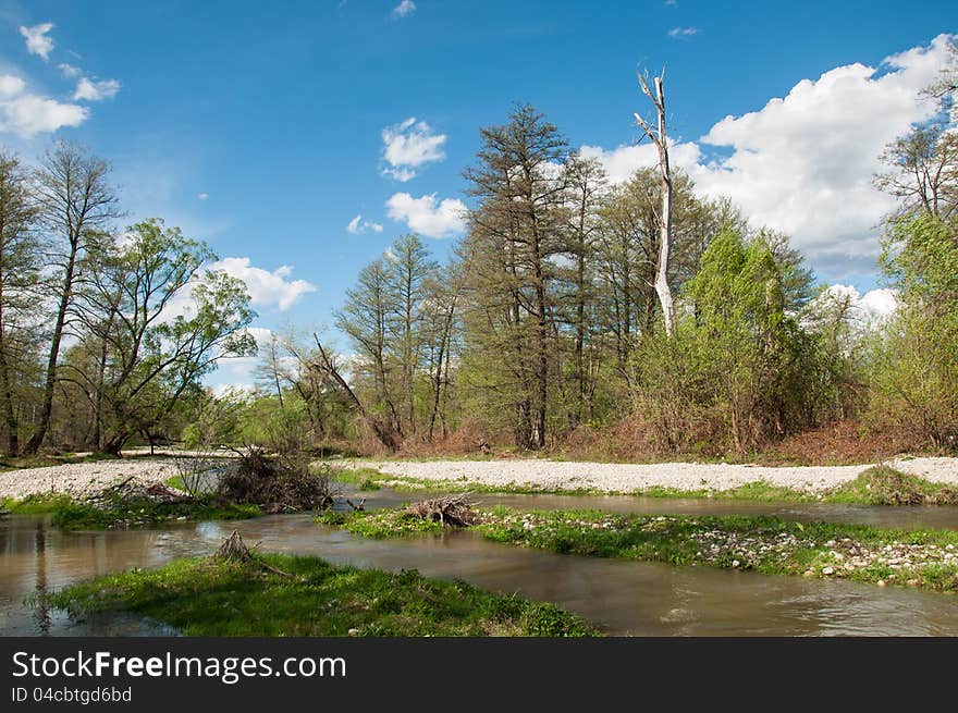 Vibrant nature with small river and green forest