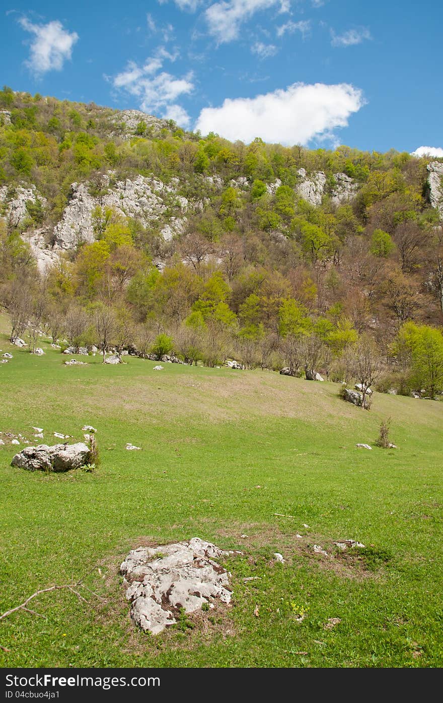 Green Field Meadow In Mountain Valley