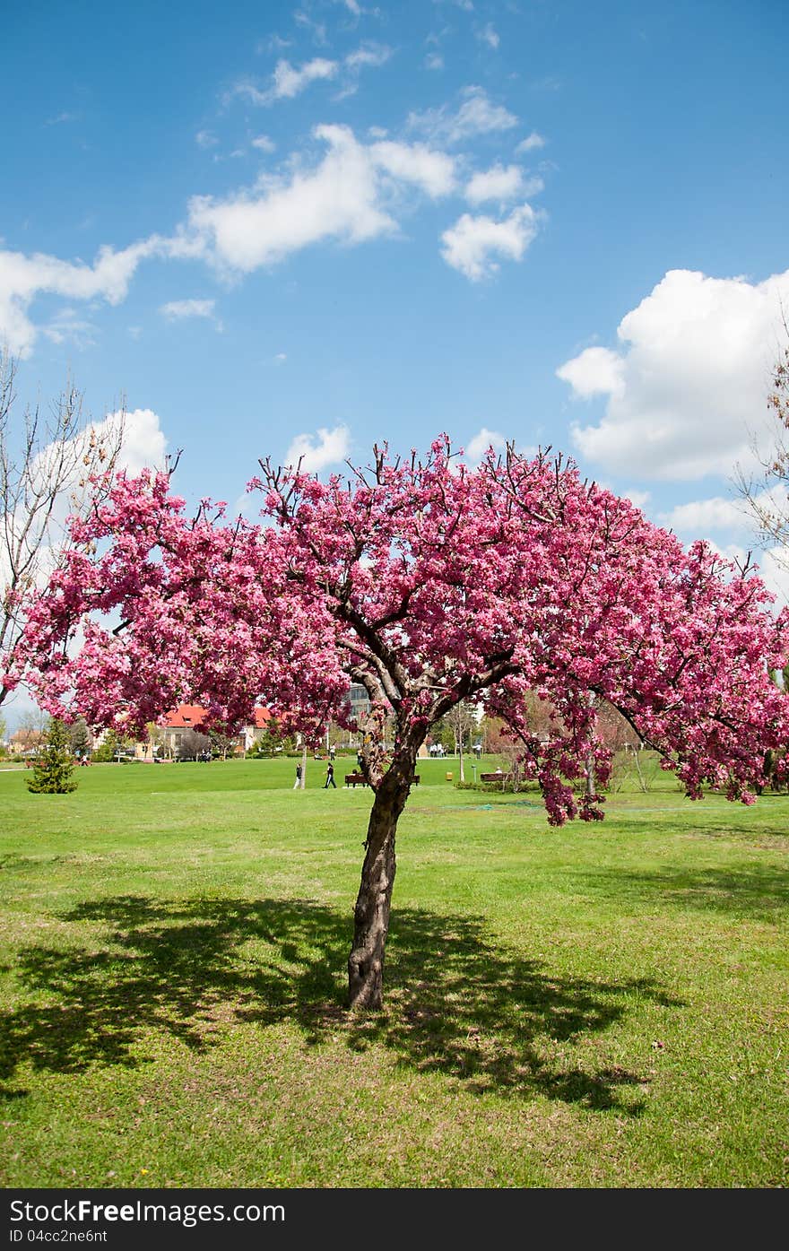 Colorful picture of tree with pink flowers blossoming in a park. Colorful picture of tree with pink flowers blossoming in a park