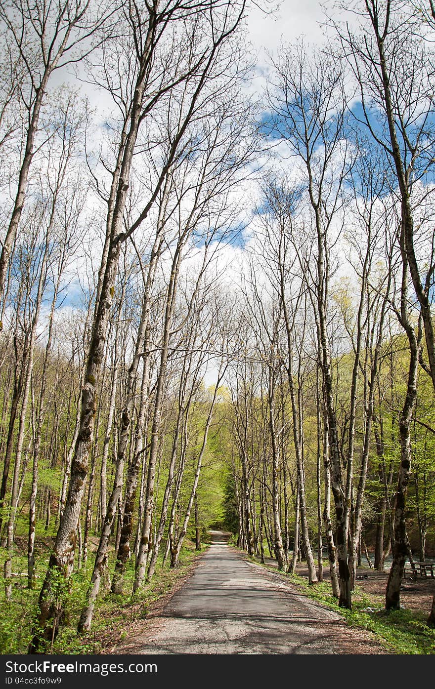 Young forest in protected natural area in Romania. Young forest in protected natural area in Romania