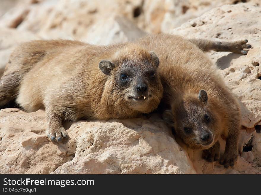 African Rock Hyrak (Procavia capensis) on a rock in South Africa. African Rock Hyrak (Procavia capensis) on a rock in South Africa.