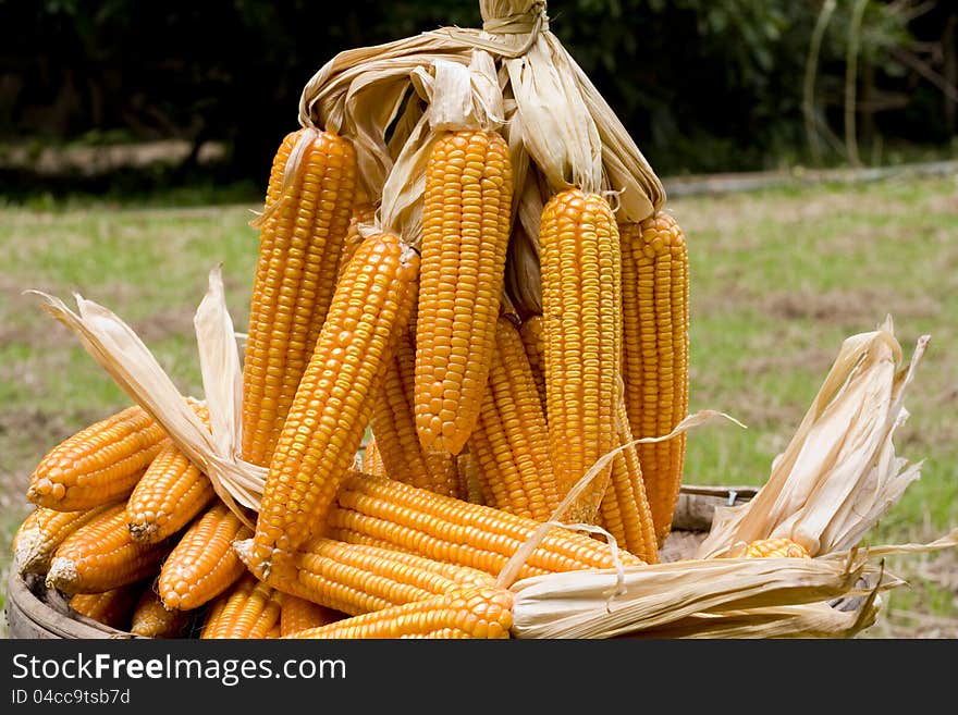 Corn close-up after harvest