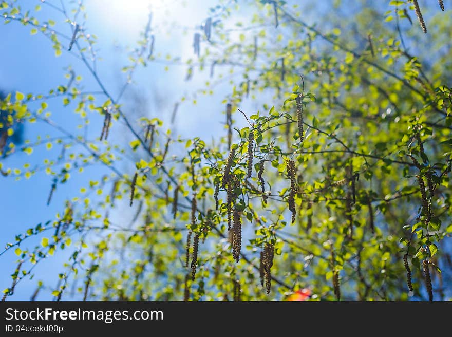 Spring nature. flowering tree