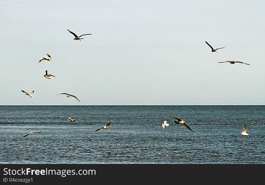 Flying seegulls above sea in a cloudy day. Flying seegulls above sea in a cloudy day.